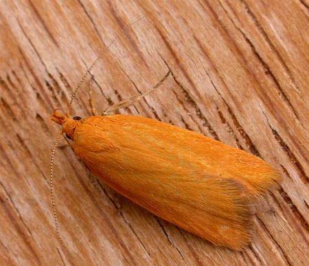 Eulechria electrodes