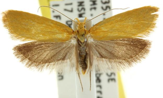 Eulechria electrodes