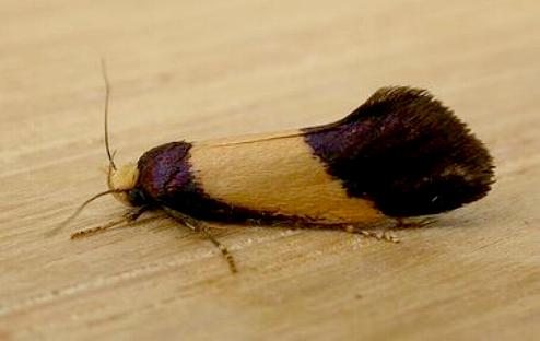 Eulechria heliophanes