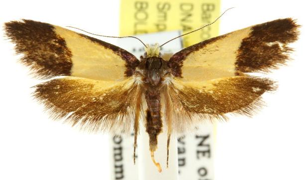 Eulechria heliophanes