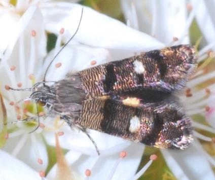 Petalanthes hexastera