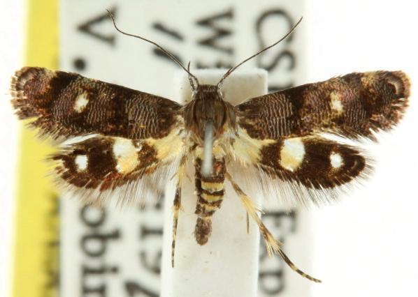 Petalanthes hexastera