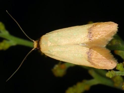 Eulechria malacoptera