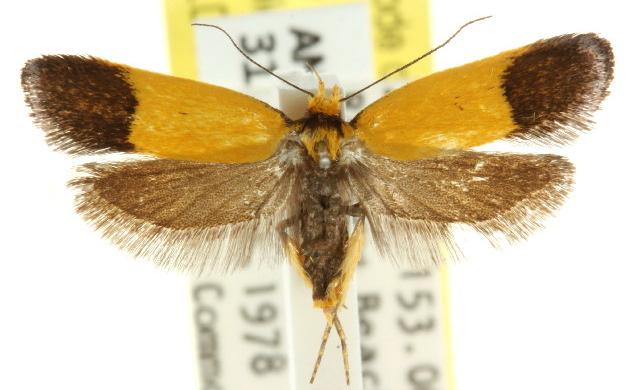 Eulechria malacoptera