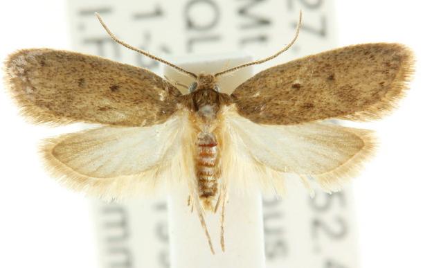 Diplogrypa microptera