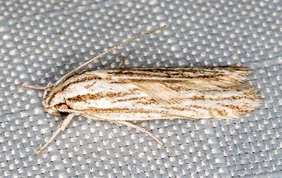 Acolasta scolia