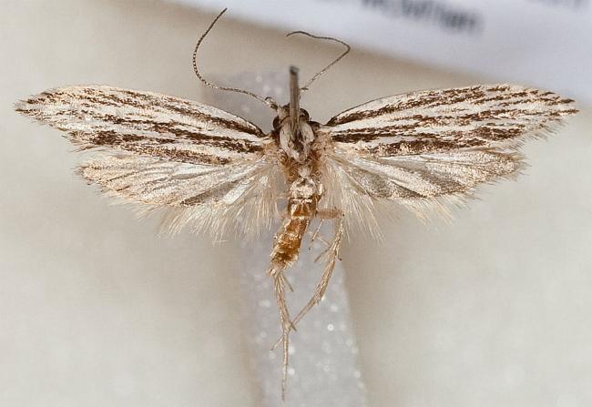 Acolasta scolia