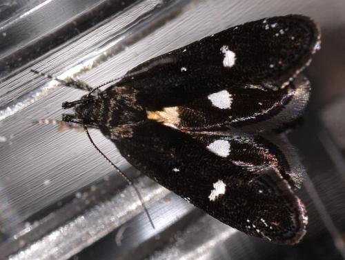 Petalanthes sphaerophora