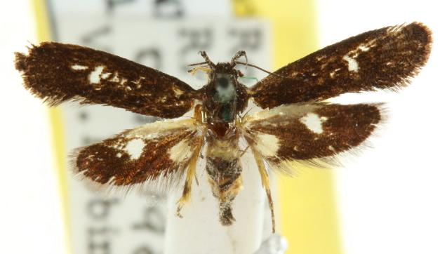 Petalanthes sphaerophora