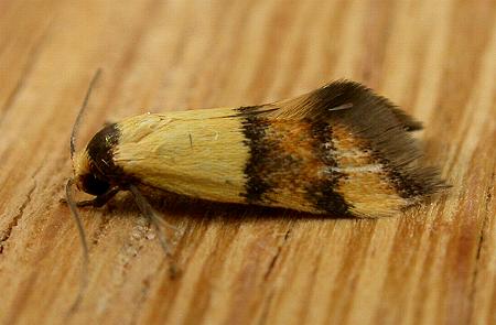 Temnogyropa stenomorpha