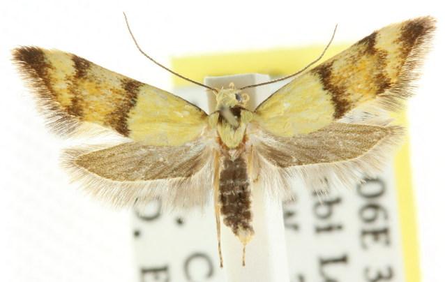 Temnogyropa stenomorpha