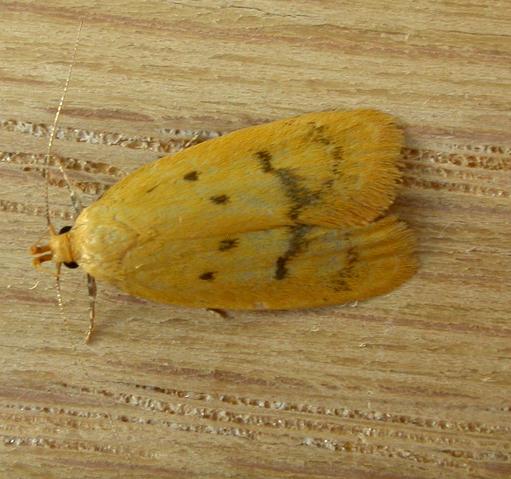 Eulechria subpunctella