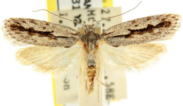 Eulechria xeropterella