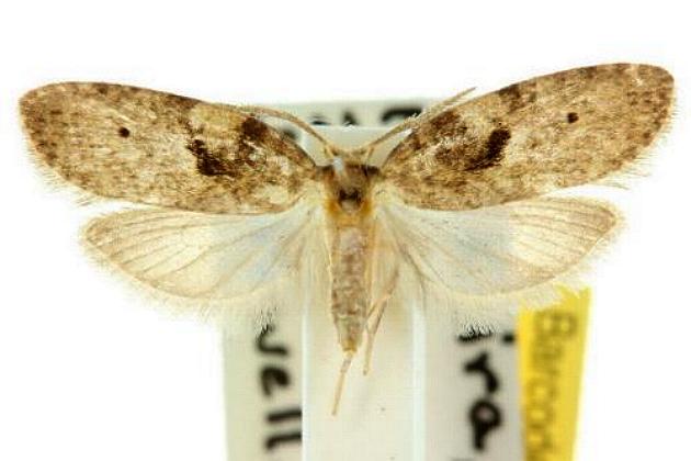 Tanaoctena ooptila