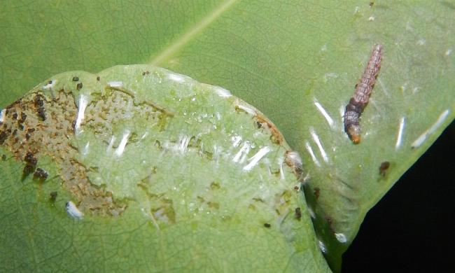 Ardozyga catarrhacta