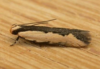 Ardozyga catarrhacta
