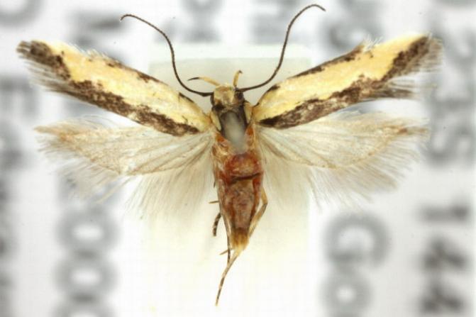 Ardozyga catarrhacta