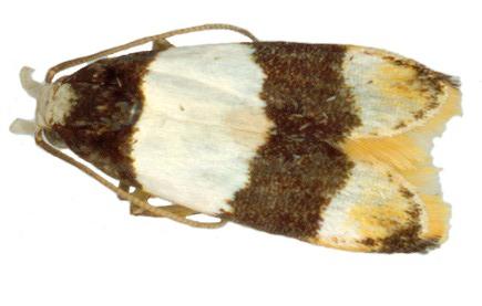 Anaptilora isocosma