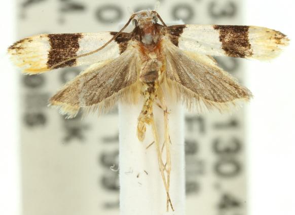Anaptilora isocosma