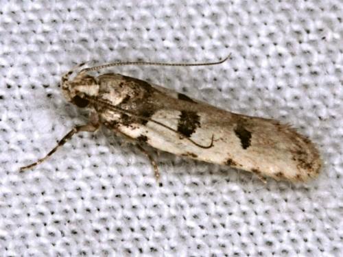 Ardozyga tridecta