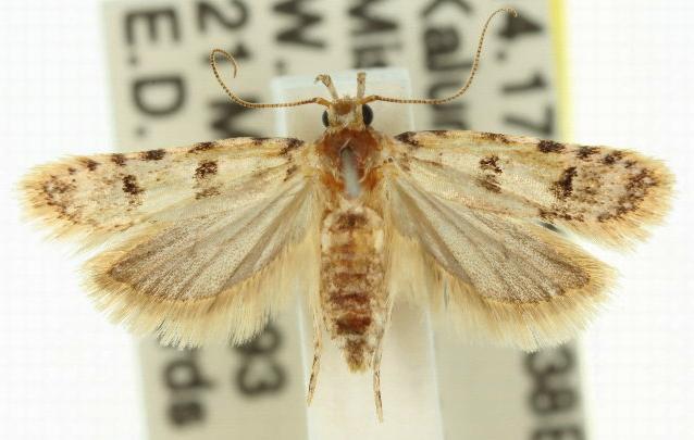 Ardozyga tridecta
