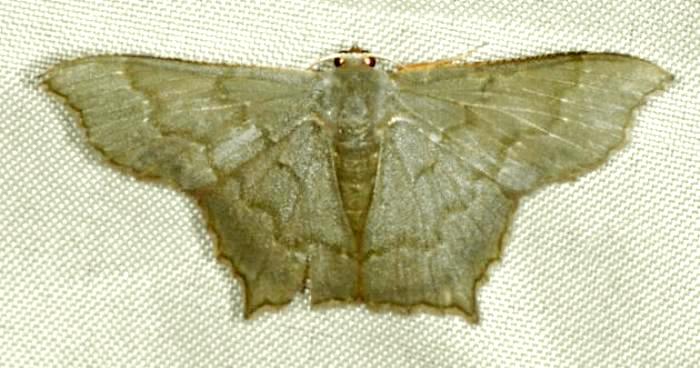 Hemithea obscurata