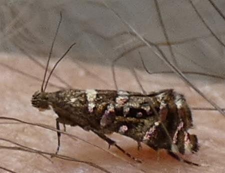 Glyphipterix amblycerella