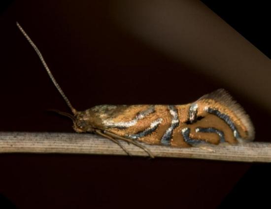Glyphipterix cyanochalca