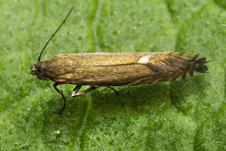 Glyphipterix palaeomorpha