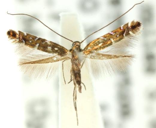 Conopomorpha heliopla
