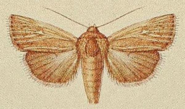 Leucania uda
