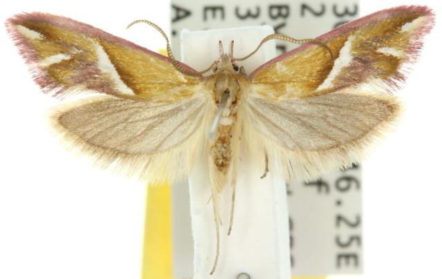 Heliocosma anthodes