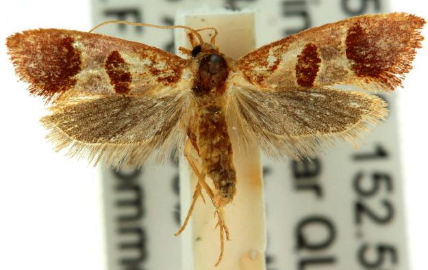 Choristis discotypa