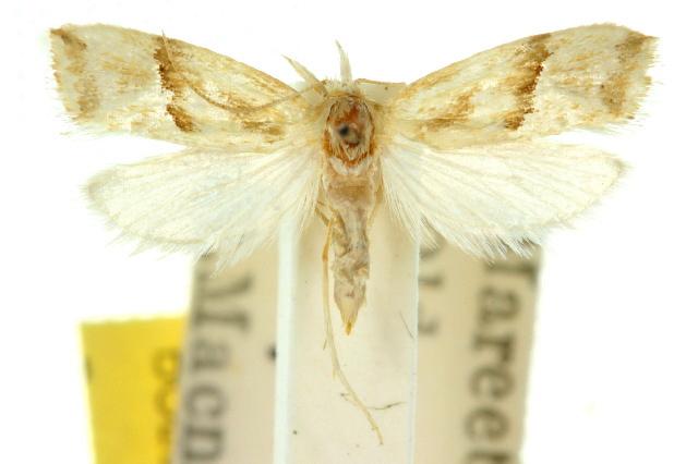 Heliocosma exoeca