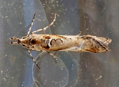 Acmosara polyxena