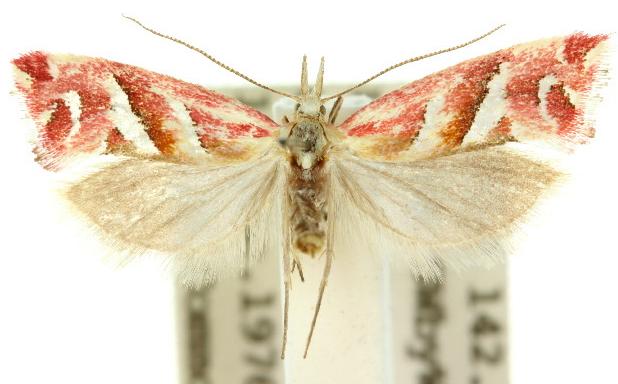 Heliocosma rhodopnoana