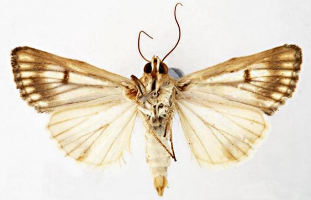 Heliocheilus cladotus