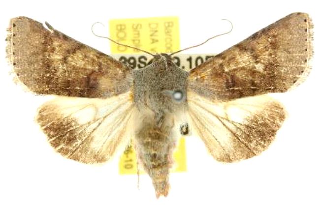 Helicoverpa prepodes