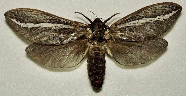 Abantiades albofasciatus
