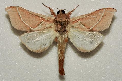 Aenetus astathes