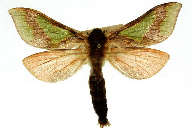 Aenetus astathes