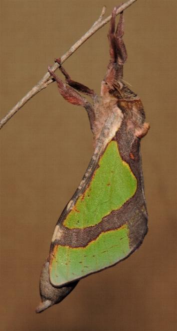 Aenetus astathes