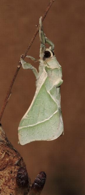 Aenetus astathes