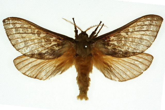Oxycanus australis