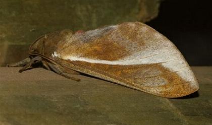 Oxycanus beltista