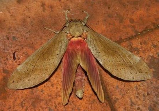 Oxycanus beltista