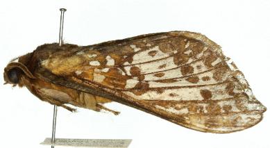Oxycanus beltista