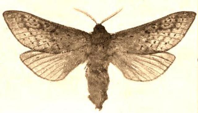 Oxycanus carus