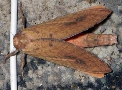 Aenetus cyanochlora