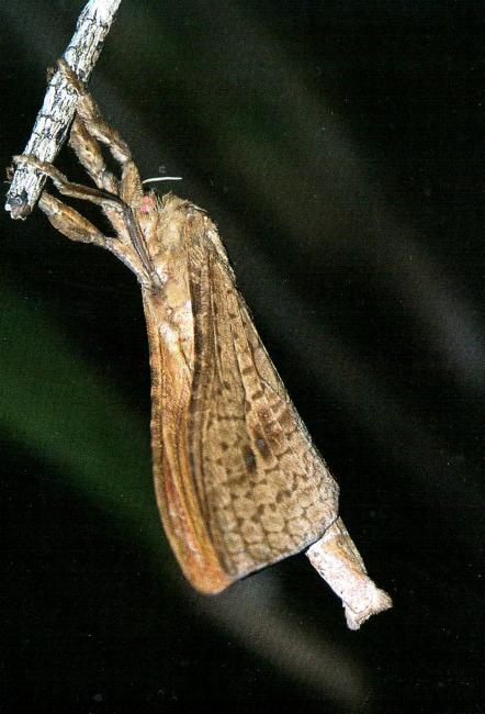 Aenetus cyanochlora